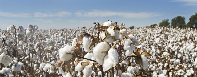 Champ de coton